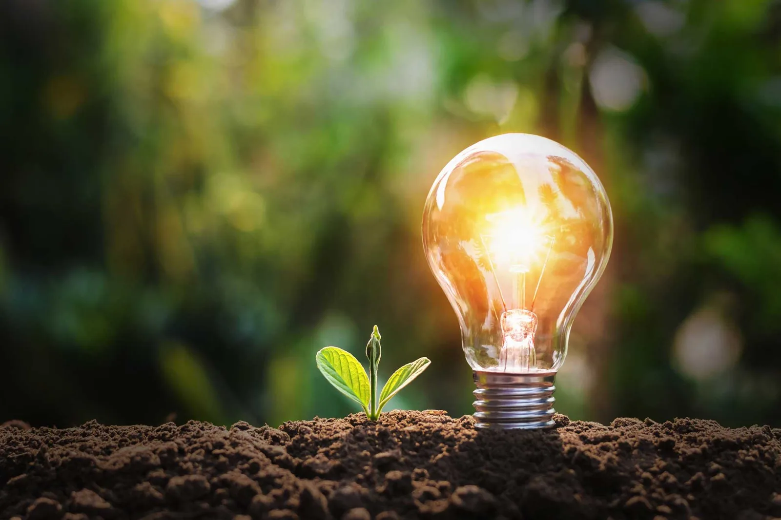 Lampadina piantata nel terreno con un germoglio, simbolo di energia sostenibile